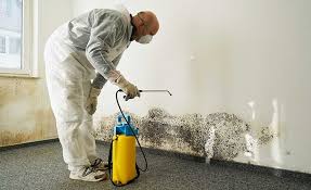 Best Mold Damage Restoration  in Coleytown, CT